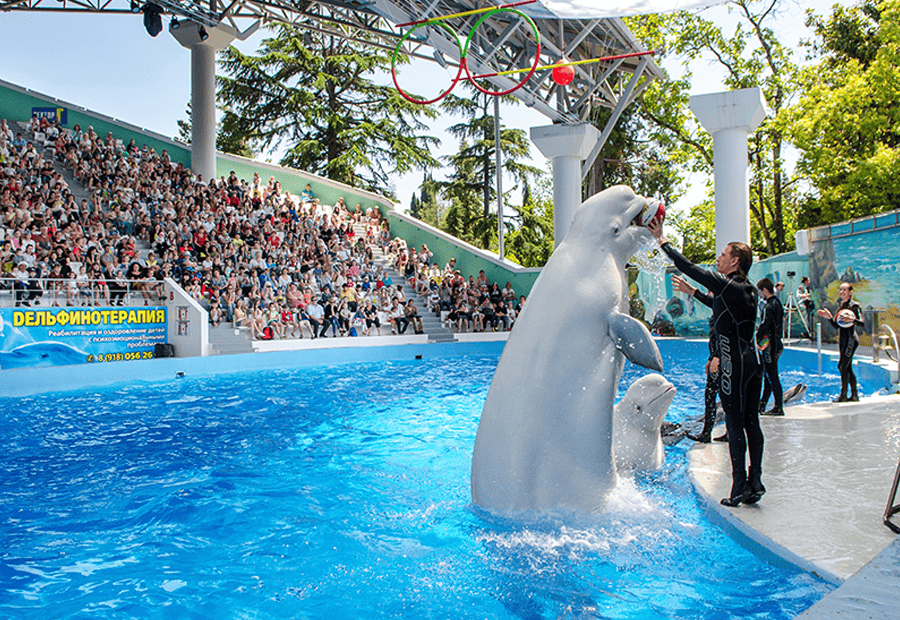 sochi dolphinarium دلفيناريوم سوتشي